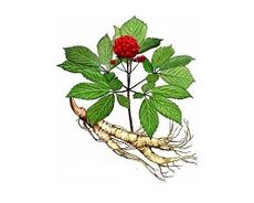Root Ginseng pentru a crește potența